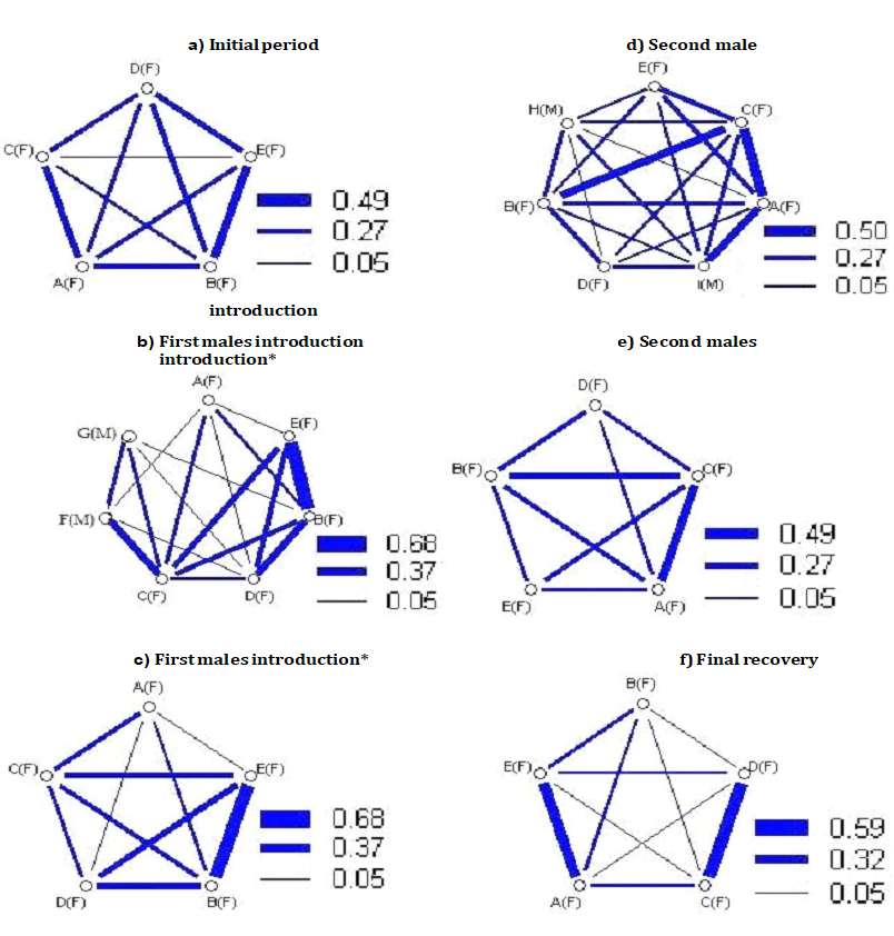 Figure 1: Symmetric sociogram (with relative tie weighting) of T3, showing the tactile resting behaviour of female lesser spotted dogfish. * Sociograms with social structure of females exclusively during manipulation periods.