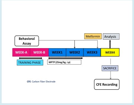 Figure 1: Experimental Design: 100mg/kg (low), 200mg/kg (mid), 400mg/kg (high) body weight metformin was administered orally, twice a day throughout the 7th week. Saline was administered to the respective group since day 1.25mg/kg body weight MPTP was administered for 5-consecutive days (acute system) intraperitoneally. Behavioral assays were carried out in the 2nd and 3rd week. CFE recording was performed after the mice were sacrificed
