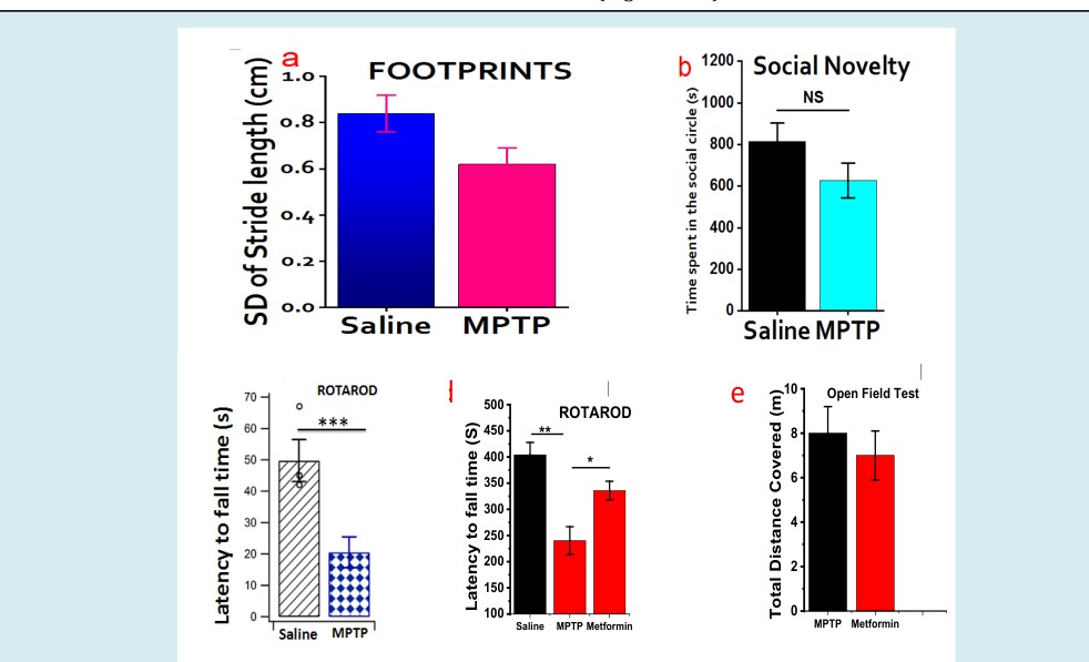 Figure 3: Behavioral Assay II: Figure 3a: Stride Length: Footprints of the MPTP and Saline. Concentrated stride length in the MPTP models indicates the lower numbers of overlap as well as irregularity in their movement. Figure 3b: Open Field Test (OFT): displayed the time spent within the center of the rectangular area and unarguably the PD- like symptoms manifested well in the MPTP model as they intend to avoid the center (even though, statistically insignificant at P < 0.05). In essence, this is due to the lack of proper balance or depression. Figure 3c: Rotarod (Saline Vs MPTP): Expectedly, Latency to falling time in the Saline is significantly longer than that of MPTP (P < 0.001). Figure 3d: Rotarod (Saline Vs MPTP Vs Metformin): Metformin greatly increases the time sustained on the rod in the same group of mice treated with MPTP. Surprisingly, during the 2-week training phase, no much difference with the MPTP group. Figure 3e: Open Field Test (MPTP Vs Metformin): Here, the distance travelled by MPTP- and Metformin-treated mice was almost the same. This indicate that PD model have no restricted movement. Only the lack of balance and perhaps social novelty.