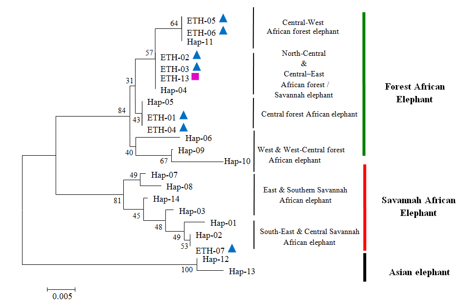 Figure 2: Haplotypes based Neighbor-joining tree representing the phylogenetic relationships and geographic distribution of Cyt b haplotypes of publicly available elephant sequences and sequences derived from elephant tail hairs apprehended in India (ETH-01 to ETH-07) and Nepal (ETH-13). Details of Haplotypes origin and accessions number given in (Table 2). Numbers near internal (%) derived from 1,000 bootstrap values. The taxonomic status of the African elephant (_Loxodonta africana_) has been debated since the turn of the 20th century [16], and up to 22 subspecies have been described [17,18]. However, modern taxonomy and recent molecular studies refers to two types, with namely the savannah (_Loxodonta africana africana_) and the forest (_Loxodonta africana cyclotis_) African elephants. Their names were reflecting the habitat in which they are found. With the advances in molecular genetics, the emphasis has been in determining the source of origin of traded parts, so as likely impacts on population demography may be understood and appropriate measures may be taken for avoiding any inbreeding through establishing connectivity among the population in meta-population framework. Population assignment in molecular genetics has been a powerful tool in determining source of origin of traded parts based on spatial genetic information within the range of species by using nuclear or mtDNA markers. Wasser et al. (2004) demonstrated how elephant ivory may be tracked back to geographic region using nuclear markers (i.e. multi locus genotyping). However, use of this approach has precluded in the items made of hair lacking root part as this is source of nuclear DNA in such articles. Alternatively, mtDNA haplogroups have also been used in population assignment for the parts reported in the trade. We compare the haplotypes of seized samples for Cyt b sequences with reported haplogroups available for same gene data of different populations of African elephants of known geographic origin [19] (Table 2). It was possible to concluded that 7 samples of elephant tail hair examined from the seizure in India, (ETH-02,ETH-03), (ETH-05, ETH-06) and (ETH-01,ETH-04) matched with (North- Central and Central-East forest/savannah), (Central-West forest) and (Central Africa forest) African elephant haplotypes with (57%), (64%) and (43%) bootstrap value and displayed 99.09% to 100% similarity. Whereas, remaining one sample (ETH-07) matched with (South- Eastern and Central Savannah) African elephants haplotypes with 53% boot strap values and displayed 100% similarity. In a case of sample seized from Nepal(ETH-13), it matched with (North Central and Central-East forest/savannah) African elephant haplotypes with 57% boot strap value and displayed 100% similarity (Figures 2 & 3,Table 4).