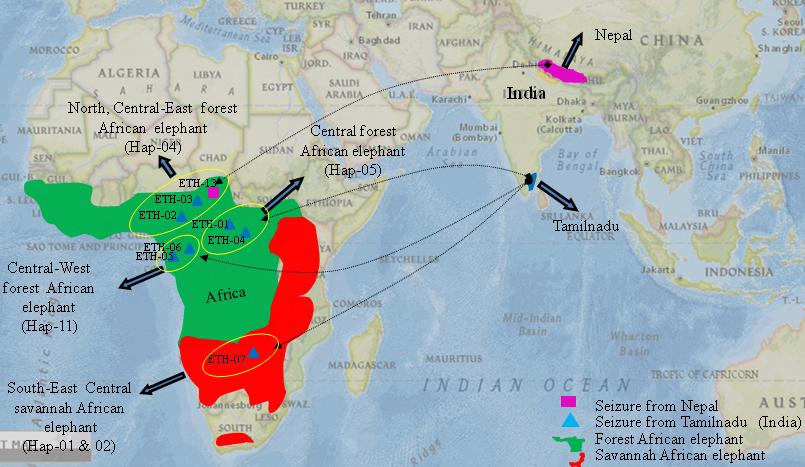 Figure 3: Geographical assignment of elephant tail hair seizure. Out of 8 samples undertaken for analysis, 3 samples originated from North-Central Africa {(02 [ETH-02,03] seized in India and 01 [ETH-08] seized in Nepal) }, 02 samples originated from Central-west forest Africa {(All 2 [ETH-05&06] seized in India) },02 sample originated from Central forest Africa {(All 2(ETH-01 &04) seized in India)} and Last 01 originated from Central Savannah {01 sample(ETH-07) Seized in India)}.