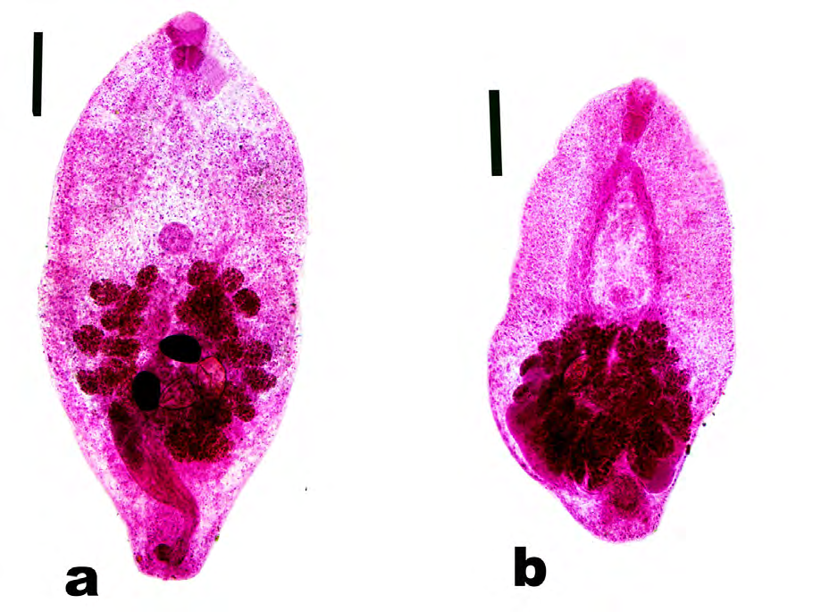 Figure 2: Adult cyathocotylids recovered from necropsied cats. a: Adult Prohemistomum vivax. Scale bar = 200 μm. b: Adult Mesostephanus appendiculatus. Scale bar = 200 μm.