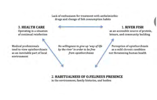 Figure 1: Social dynamic model of O. felineus transmission adapted from [5].