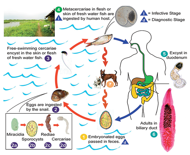 Figure 2: The life cycle of Opisthorchis felineus as a representative for Fish-borne Zoonotic Trematode (FZT) species [16].