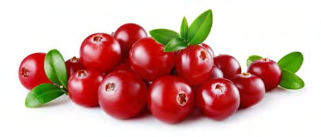 Figure 1: Cranberry Fruit.