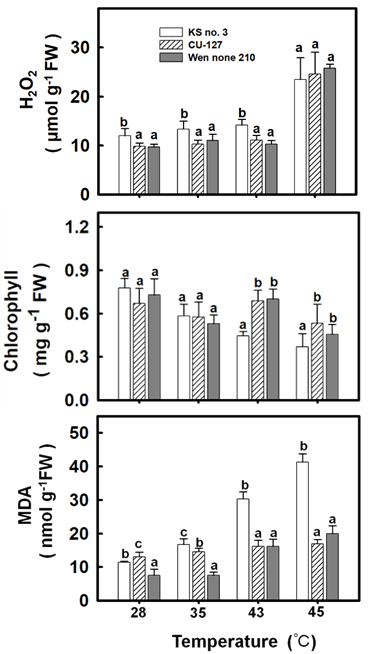 Figure 2: Effect of temperature on physiological indexes of different cucumber varieties. After treatment, first leave were measured for physiological indexes of H2O2 (A) chlorophyll (B) MDA (C). Bars indicate the standard error (n = 4). Values with the same letter are not significantly different at _P_ < 0.05.