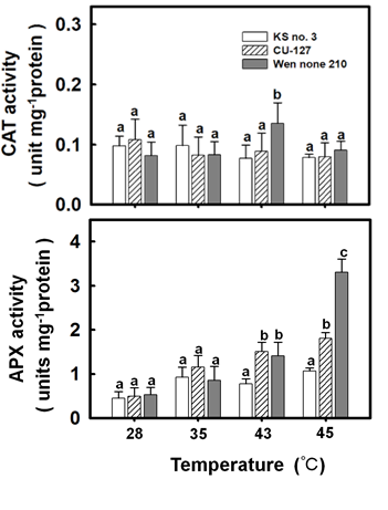 Figure 3: Effect of temperature on antioxidant enzymes activities in different cucumber cultivars. After treatment, first leave were measured for antioxidant the enzyme activity of CAT (A) and APX（B）. Bars indicate the standard error (n = 4). Values with the same letter are not significantly different at _P_ < 0.05