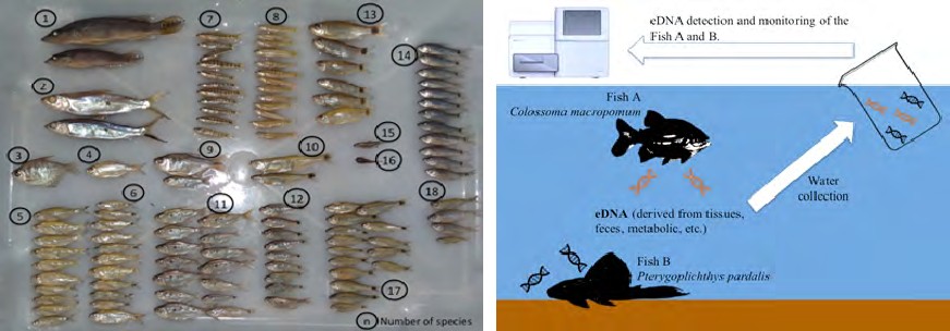 Figure 1: Monitoring method of the fish presence or absence through environmental DNA (eDNA) analysis from water samples.