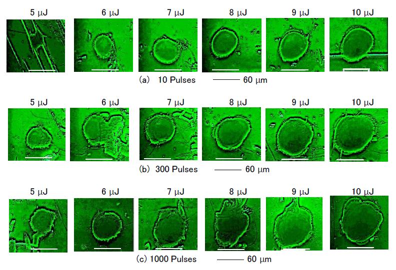 Figure 6: Ablation craters formed by irradiation with 5–10-µJ laser outputs for (a) 10, (b) 300, and (c) 1,000 pulses. Double ridges can be identified on several partial segments of the ablation craters.