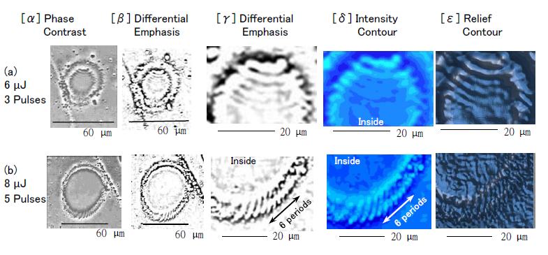 Figure 9: Surface periodic structures found in ablation crater interior formed by laser irradiation with (a) three 6-µJ pulses, and on lower segment of laser-irradiation-induced ablation crater formed with (b) five 8-µJ pulses. [α] PCM image of ablation crater. [β] Differential-emphasis image constructed from contrast-enhanced PCM image. [γ] Magnified image of surface periodic structure region. [δ] Intensity contour map and [ε] relief contour map constructed from contrast-enhanced PCM. The surface periods are 2.3 and 2.9 µm in (a) and (b), respectively.