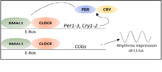 Figure 1: Basic Molecular Feedback Loop of Mammalian Circadian Clock [9].