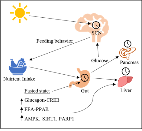 Figure 2: Feed-Fast Cycle and Peripheral Circadian Clock Entrainment [9].