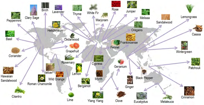 Figure 1: Essential Oils around the World.; (Source: www.doterra.com; updated: 04 March 2020, 14:00 GMT)