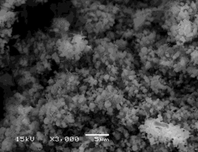Figure 2: Field emission scanning electron microscopy image of the sample prepared using the sol-gel and laser methods.