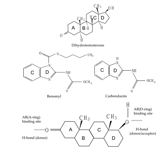 Figure 1: Schematic labeling of the benomyl, carbendazim mimic the main ligand interaction features of the natural ligand, dihydrotestosterone, with the androgen receptor.