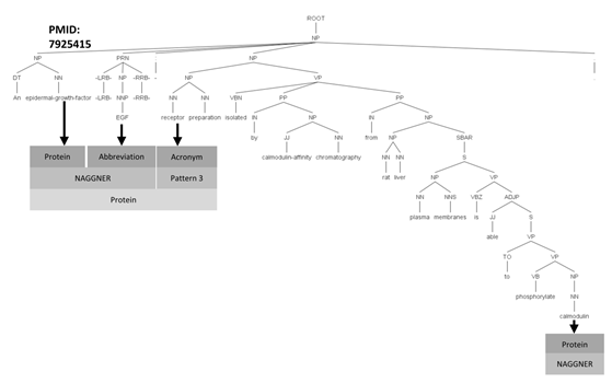 Figure 2: Pattern templates to tag protein name.