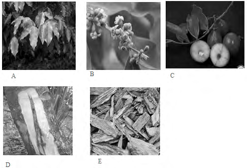 Figure 1: Aquilaria spp. (A) leaves (A. subintegra), (B) flowers (A. malaccensis), (C) fruits (A. malaccensis), (D) agarwood (resin) formation (Thymelaeaceae), and (E) Resin-saturated wood chips (Aquilaria crassna is a mixture of several species).