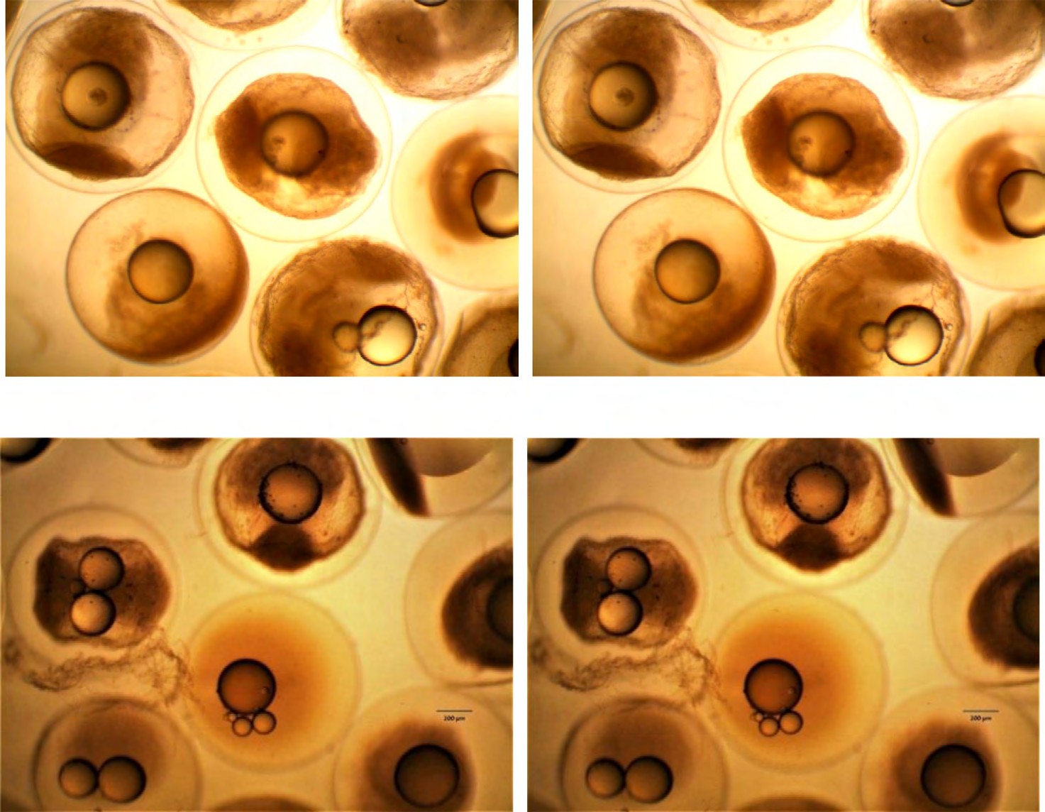 Figure 1: Shape of oil drops in sea bass eggs.
