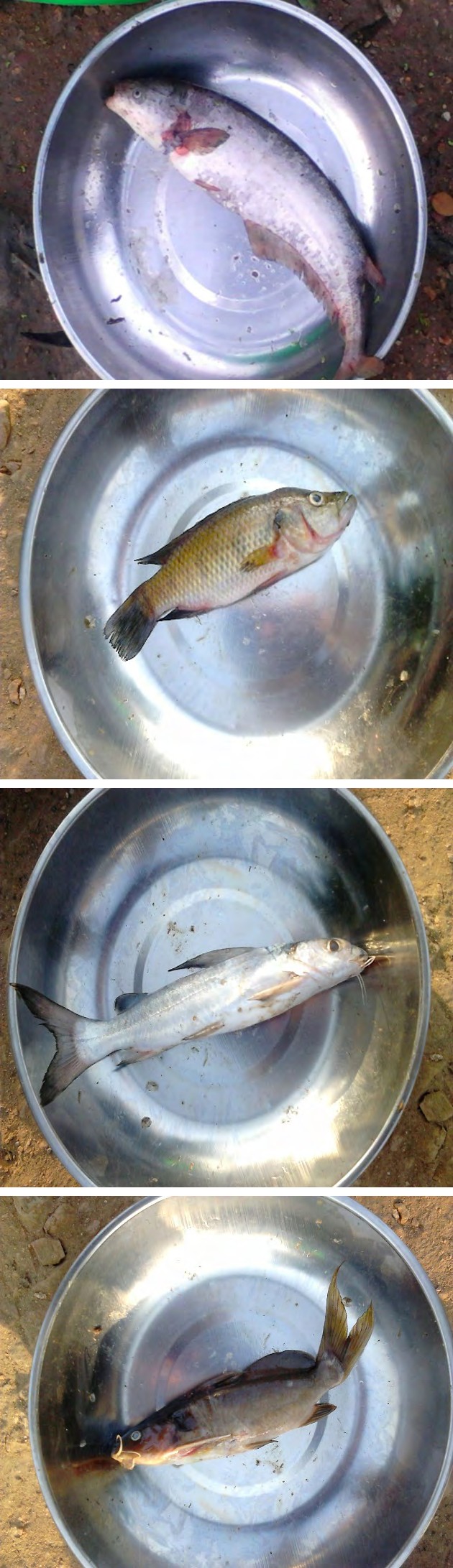 Figure 2: Photograph showing samples of fishes caught during the experiment.