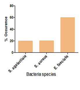 Figure 1: ** Percentage occurrence of bacteria isolated from the intestine of fish fed _A. barbadensis_ leaves.