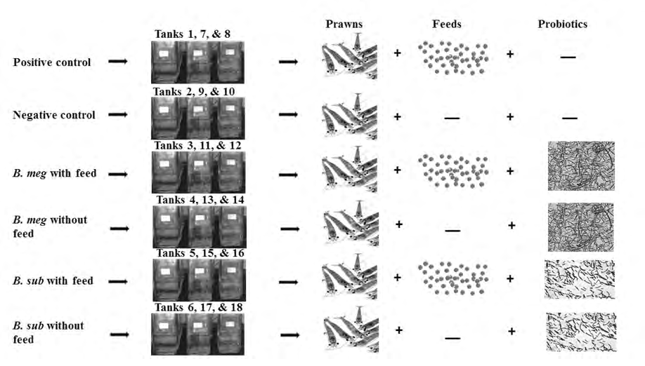 Figure 1: Tank 1 was with feed and without probiotic, which served as a positive control (Ctrl WF –control with feed) and triplicate was also made (Tank 7 and 8) and Tank 2 was without feed and probiotic, which served as a negative control (Ctrl WOF – control without feed) and triplicate was also made (Tank 9 and 10). In tank 3 and 4, 1 × 105 cells L-1 of _B. megaterium_ were inoculated with 10 mgL-1 of feed (MWF – _B. megaterium_ with feed) and without a feed (MWOF – _B. megaterium_ without feed), respectively and triplicate was also made (Tank 11, 12, 13 and 14). Similarly, in tank 5 and 6, 1 × 105 cells L-1 of _B. subtilis_ were inoculated with 10mgL1 of feed (SWF – _B. subtilis_ with feed) and without a feed (SWOF – _B. subtilis_ without feed), respectively and triplicate was also made (Tank 15, 16, 17 and 18). All these tanks were maintained in triplicates. The bacterial strains were added by the static immersion method. The entire experimental setup was carried out for up to 8 days without water exchange. Prawns were acclimatized in the tank with the above conditions for 1 to 4 days, and thereafter, water samples from each tank were analyzed for various physiochemical parameters on a daily basis for the next five days.