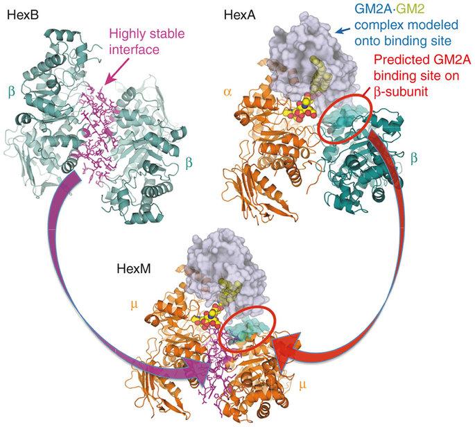 Figure 1: Schematic view of protein structure HEXA and HEXB and GM2 in human.