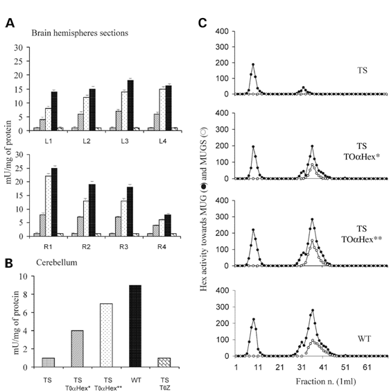 Figure 2: Schematic view of the HEX protein expression in brain cells of patients.