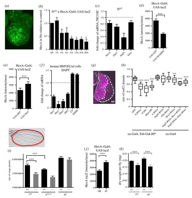 Figure 3: Schematic view of linear and microscopic HEXA protein expression level in the brain cells of patients.