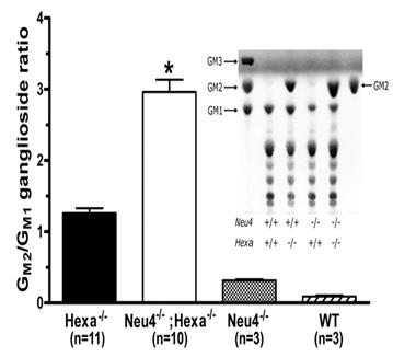 Figure 5: Schematic view of the pattern formed band HEXA gene.