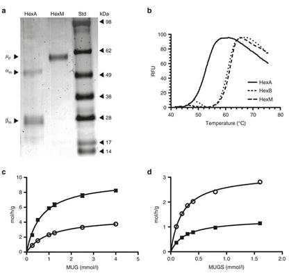 Figure 6: Schematic view of denaturing HEXA gene.