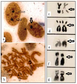 Figure 2: Somatic metaphase chromosome of Bufo showing 2n=22 (a) and somatic metaphase chromosome of Rana showing 2n=26 (b). All chromosomes are condensed.