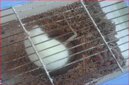 Figure 1: Shows lactating female and maternally treated pups with the combined doses (1/20 of LD50 of copper oxychloride + 1/20 of LD50 chlorfenapyr) displayed severe depression and the suckling pups aggregated to each other’s.