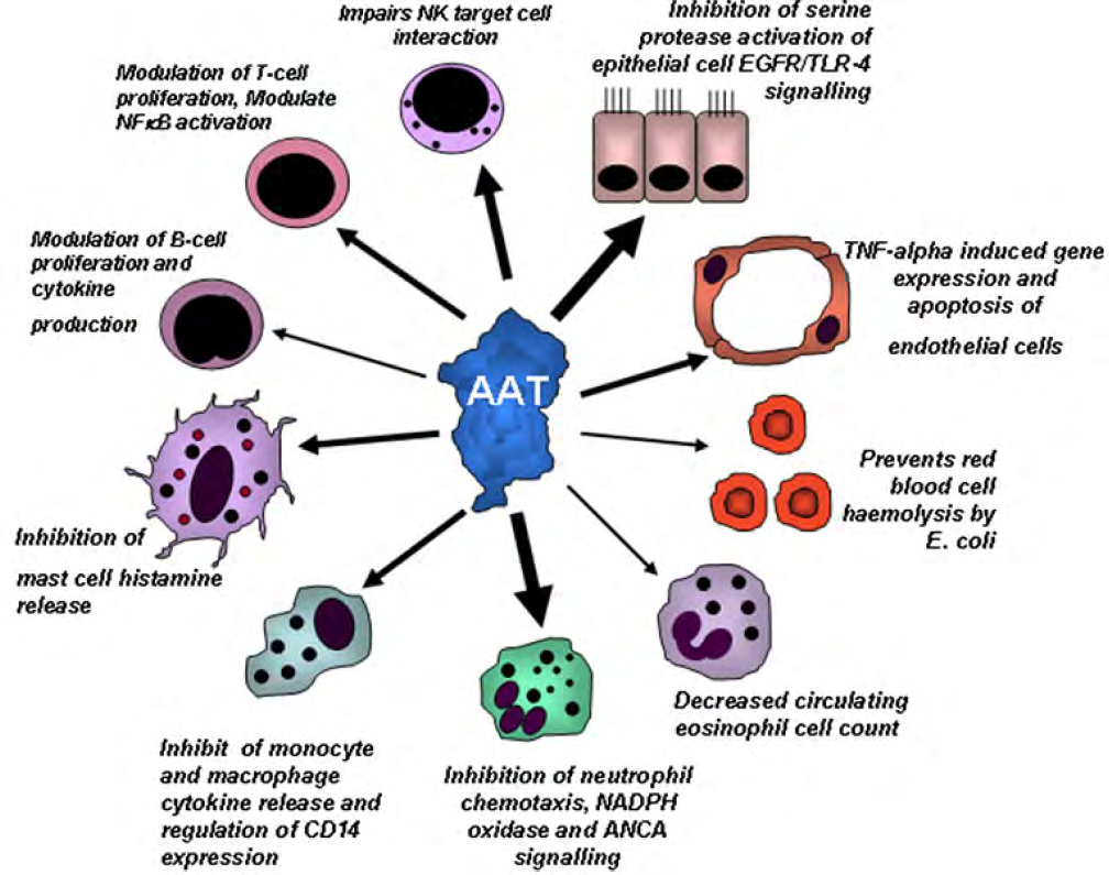 Figure 1: AAT modulation of different cell types during inflammation [8].
