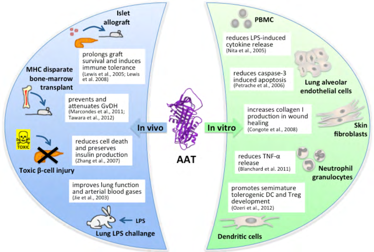 Figure 2: In murine models, exogenous human AAT protected islet cell allografts from rejection and increased survival in an allogeneic marrow transplantation model [9]. In other models AAT therapy protected against tumor necrosis α (TNF-α) / endotoxin induced lethality, cigarette smoke induced emphysema and inflammation and appeared to suppress bacterial proliferation during infections [10]. Furthermore, human AAT given to mice during renal ischemia–reperfusion (I/R) injury lessened tissue injury and attenuated organ dysfunction.