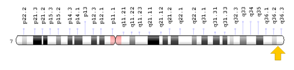 Figure 6: Schematic overview of the SHH gene pathway for induction of PAX2 and PAX6 gene expression in eye tissue development.