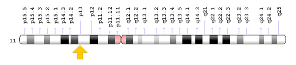 Figure 7: Schematic view of chromosome 10 where the PAX2 gene is located on the long arm of chromosome 10q24.31.
