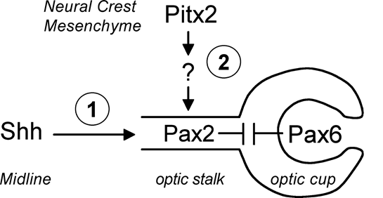 Figure 8: Schematic of the molecular mechanism of function of the PAX6 gene.