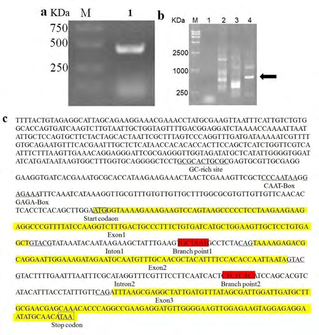 Figure 1: (a) PCR amplified PELF1 genomic DNA, M-Marker 2000, lane 1- PELF1 genomic DNA. (b): PELF1 genomic DNA of three rounds of TAIL-PCR. M – Marker, 1 –_Physarum_ genus genomic DNA, 2_-_1st PCR results, 3_-_ 2nd PCR results, 4_-_ 3rd PCR results. The arrow refers to the amplified sequence. (c): PELF1 DNA and it’s partial 5’ region sequence (GC rich site, CAAT-Box and GAGA-Box are marked by underline. Exons of the yellow colour highlighted the partial sequence of PELF1 in the graph, The background-free colour sequence between exons are intron, the start codon and stop codon are indicated by the box, the branch points are marked by red colour highlighted partial sequence, intron conserved sequences are marked by a single underscore).