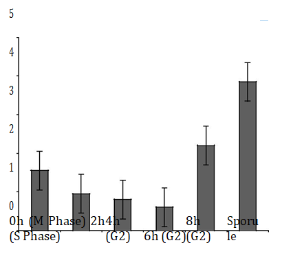 Figure 2: Detection of mRNA level changes of PELF1 in different cell cycles by Q-PCR (In the histogram, from left to right are 2h (S phase), 4h (G2), 6h (G2), 8h (G2), 0h (M phase), and spore phase.
