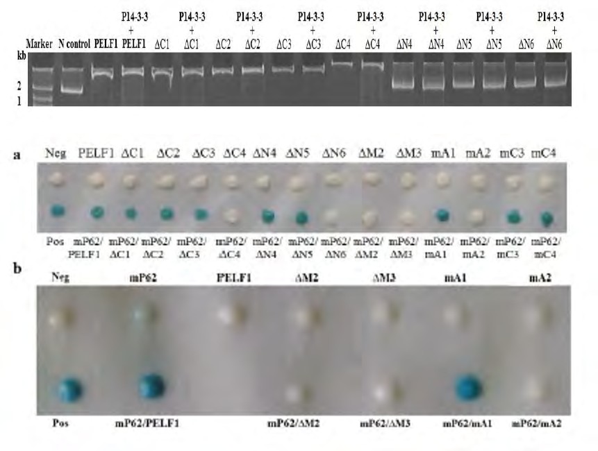 Figure 5: (a) Detection of E. coli DNA binding with purified GST-tagged dC1C2, mC1~2, mC1C2 by EMSA. (b): Detection of _PardC_ binding with purified GST-tagged dC1C2, mC1~2, mC1C2 by EMSA. Lanes: M - Marker; _PardC_ - _PardC_ without protein; dC1C2 -obtained by deletion of PELF1 23-28 peptides and purified GST; mC1~2 - Cys25Ala and Cys28Ala mutant PELF1s and purified GST; mC1C2 - Cys25Ala and Cys28Ala mutant PELF1 and purified GST.