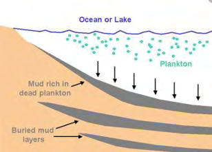 Figure 1: Process of oil formation from phytoplanktons millons of years ago.