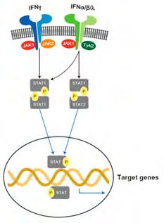 Figure 2: Courtesy ref no-101-Progression of T1D and combined-strategies for T1D treatment.