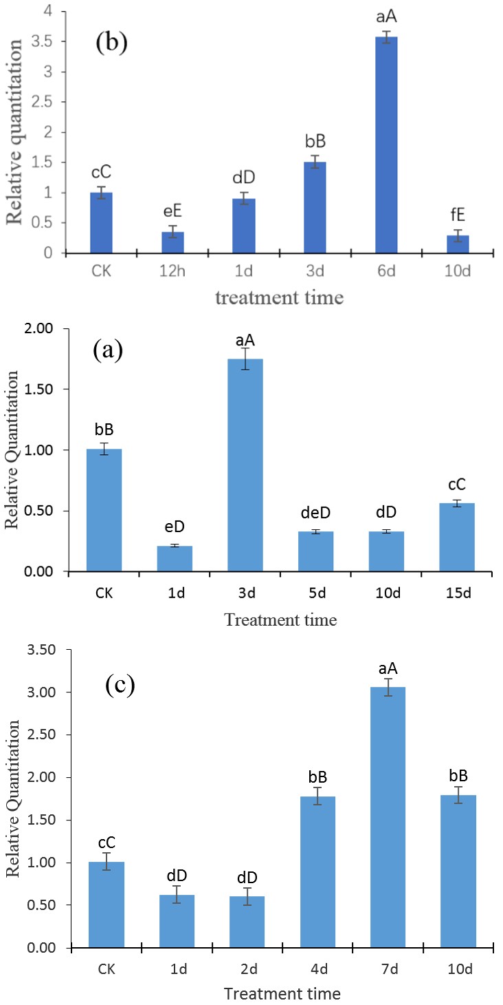 Figure 4: The mRNA expression levels of GTPase Era under abiotic stress treatment on various time points. The expression levels of GTPase was normalized to the level of β-actin. The horizontal axis represents the time of abiotic stresses, and the vertical axis represents the relative expression level of GTPase Era gene. The results are mean ± SD of the triplicates of three biological replicates. Letter superscripts above bar indicate the significant difference of the changes between different stress time with the level of p > 0.05 (shown as the same or no letter superscripts), 0.01 < p ≤ 0.05 (shown as different small letter superscripts) and p ≤ 0.01 (shown as different capital letter superscripts). (a) Expression profile of GTPase Era gene under drought stress. (b) Expression profile of GTPase Era gene under low temperature stress. (c) Expression profile of GTPase Era gene under salt stress.