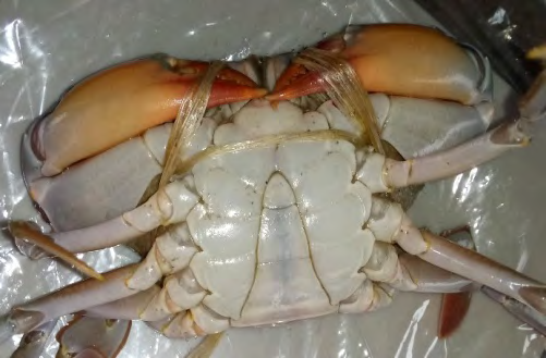 Figure 2: The different sexes of mud crab collected from southwestern coastal region of Bangladesh. Male (a), female (b) and hijra (hermaphrodite) (c) crab according to local fishers.
