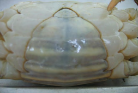 Figure 4: The average female mud crab catch (number/day/collector) from Koyra, Khulna in different sampling months.