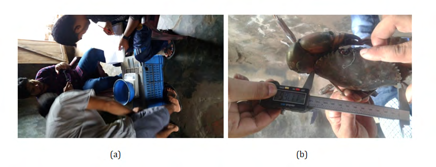 Figure 5: The average mud crab female catch (number/day/collector) from Symnagor, Satkhira in different sampling months.