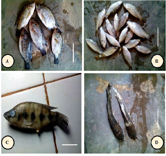Figure 2: ** Photographs of fish specimens.