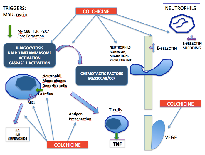 Figure 1: Modified from Leong Y, Yao L, Kraus V. Colchicine: Update on mechanism of action and therapeutic uses. Semin Arthritis Rheum 2015 (Dec) 45 (3): 341-350 [28]