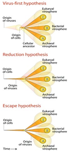 Figure 5: The origin of the viruses was before the beginning the cellular ancestor of any species. Based on the mentioned era of the virus evolution, they have been there since 3.5billion years ago when cyanobacteria begin to be existed Niknamian S. The main problem is to find what or which kinds of matter can fight this machine-like organism.