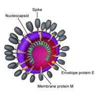 Figure 7: Diagram of coronavirus Virion structure.